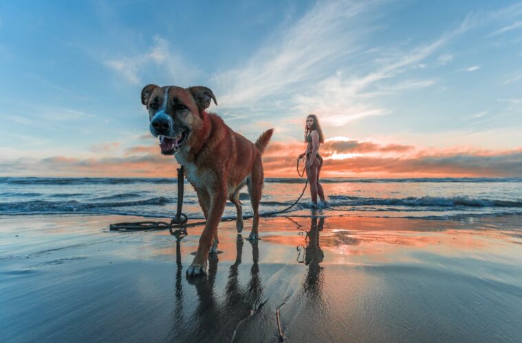 How to Replicate Your Dog’s Rest Corner at Home While You’re Travelling make your dog feel dog's rest area feel more at home